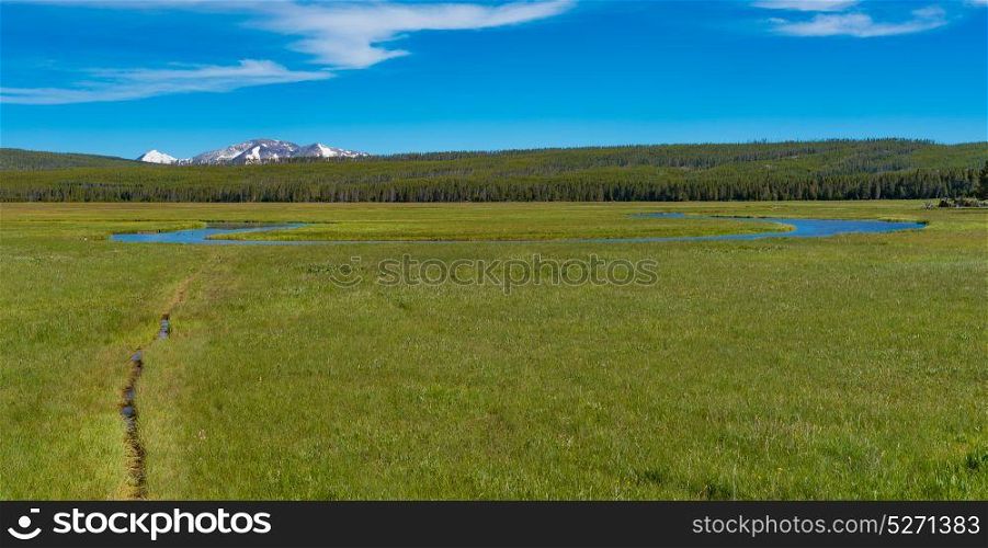 Grassland in Yellowstone National Park