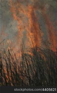 grassland on fire