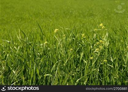 Grasslands meadow green grass with rice fields background