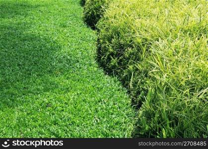 Grassy Background