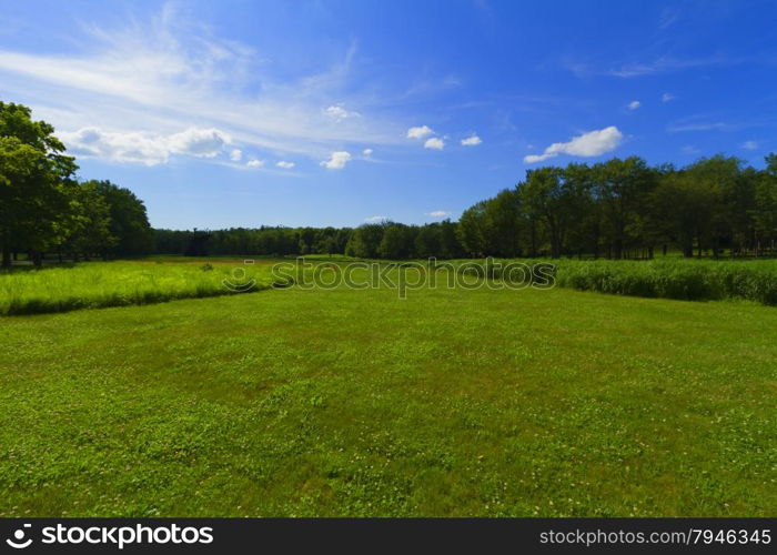 Grassy landscape