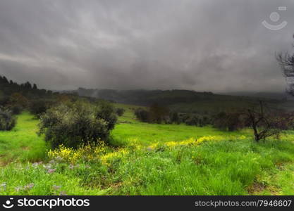 Grassy landscape