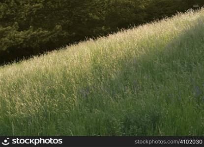 Grassy Meadow with Slanting Sunlight on a Hill