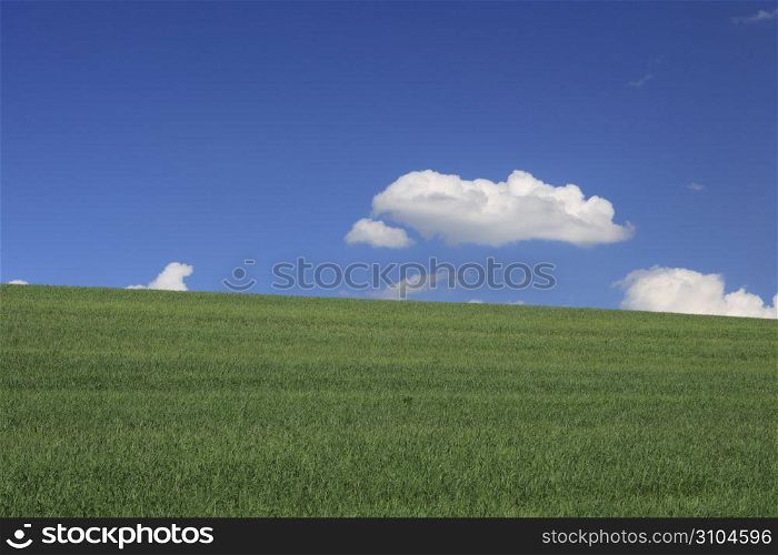 Grassy plain