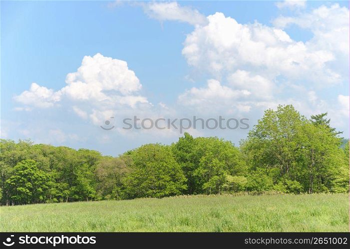 Grassy,Plain,Grassland,Sky,Blue