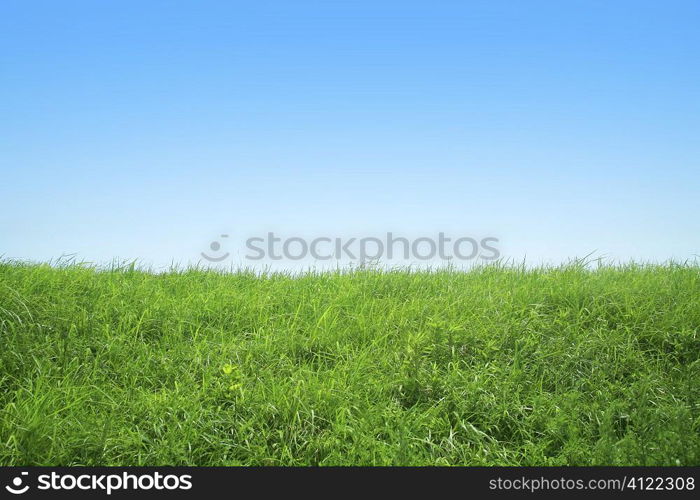 Grassy,Plain,Grassland,Sky,Blue