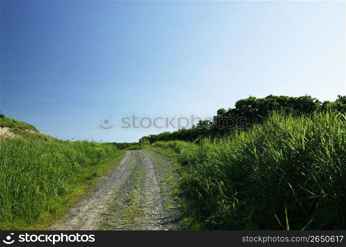 Grassy,Plain,Grassland,Way,Road