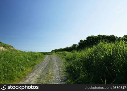 Grassy,Plain,Grassland,Way,Road