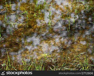 Grassy Swamp