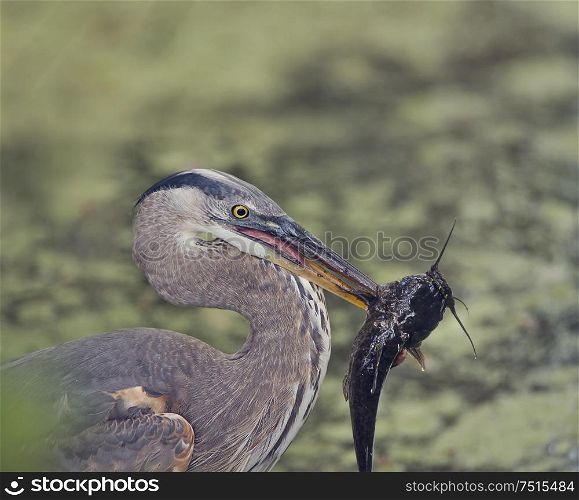 Grat Blue Heron with a large fish in its beak