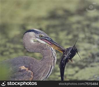Grat Blue Heron with a large fish in its beak