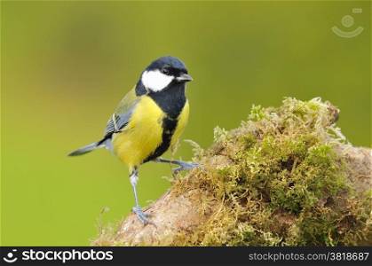 Grat tit perched on a stone with moss.&#xA;