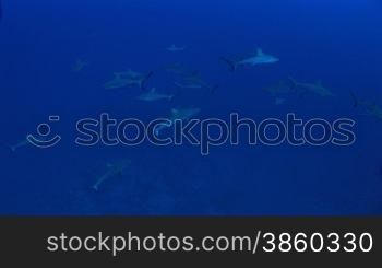 Graue Riffhaie (Carcharhinus amblyrhynchos)