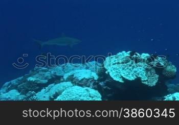 Graue Riffhaie (Carcharhinus amblyrhynchos) am Korallenriff