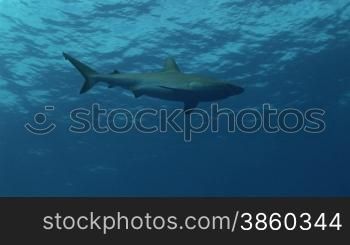 Graue Riffhaie (Carcharhinus amblyrhynchos) schwimmen im Meer