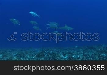 Graue Riffhaie (Carcharhinus amblyrhynchos) schwimmen im Meer