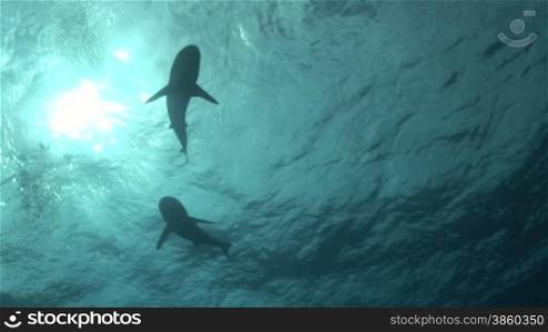 Graue Riffhaie (Carcharhinus amblyrhynchos) schwimmen im Meer, im Hintergrund die Sonne.