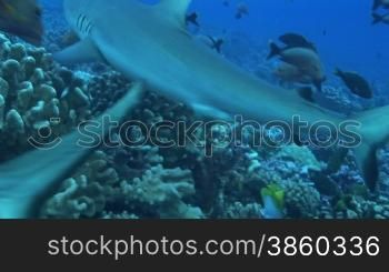 Graue Riffhaie, grey reef sharks (Carcharhinus amblyrhynchos), schwimmen zwischen einem Fischschwarm