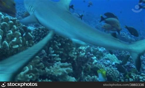 Graue Riffhaie, grey reef sharks (Carcharhinus amblyrhynchos), schwimmen zwischen einem Fischschwarm