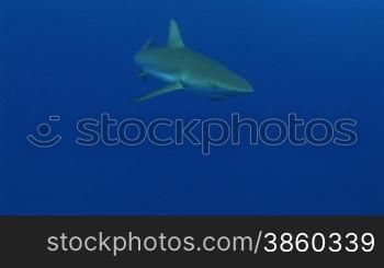 Grauer Riffhai (Carcharhinus amblyrhynchos) schwimmt im Meer