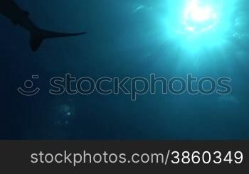 Grauer Riffhai (Carcharhinus amblyrhynchos) schwimmt im Meer, im Hintergrund die Sonne.
