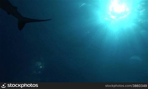 Grauer Riffhai (Carcharhinus amblyrhynchos) schwimmt im Meer, im Hintergrund die Sonne.
