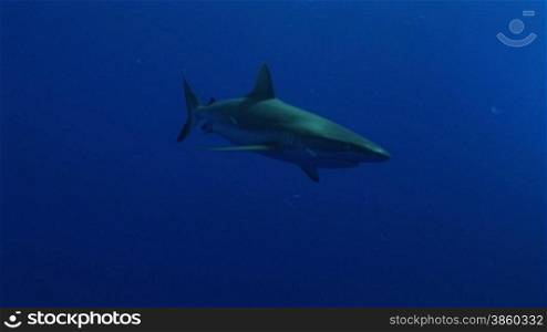 Grauer Riffhai, grey reef sharks (Carcharhinus amblyrhynchos)