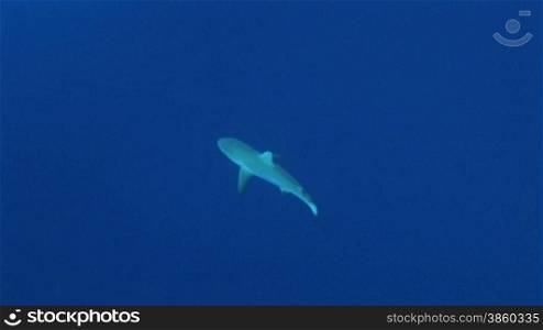 Grauer Riffhai, grey reef sharks (Carcharhinus amblyrhynchos)