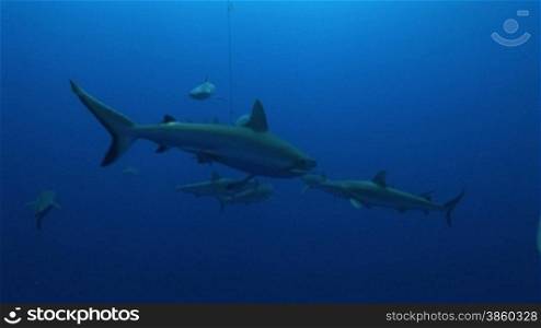 Grauer Riffhaie (Carcharhinus amblyrhynchos) wurden mit Futterbox gelockt.