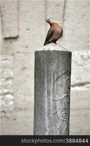 Grave on the move, standing pigeon