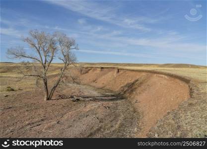 gravel bike under a lonely tree in  Colorado prairie - Soapstone Prairie Natural Area