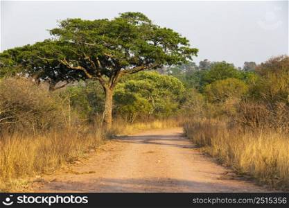 Gravel road and green tree in Kruger NP South Africa