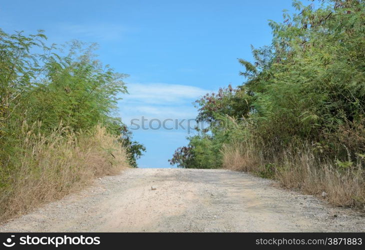 Gravel road between trees in the countryside on sunny day