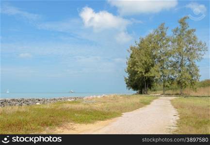 Gravel road by seaside with pine tree on sunny day