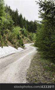 Gravel road in rural forest