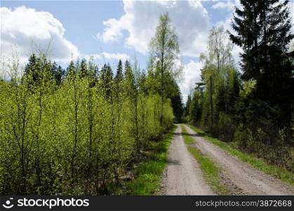 Gravel road into a coniferous forest with fresh green spring colors
