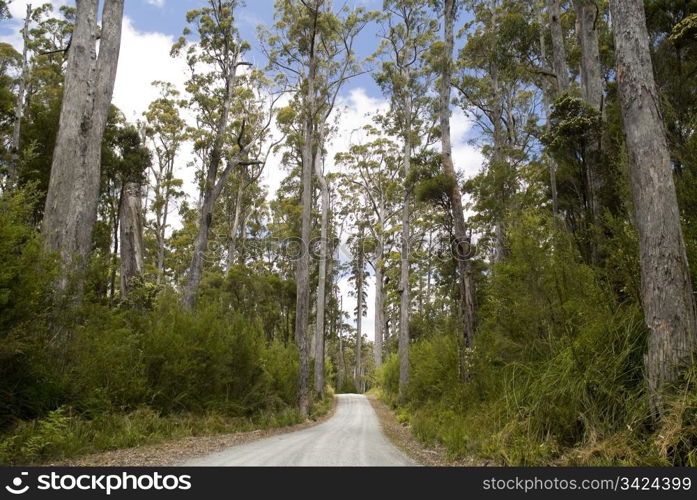 Gravel road snakes its way through tall forest