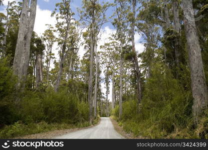 Gravel road snakes its way through tall forest