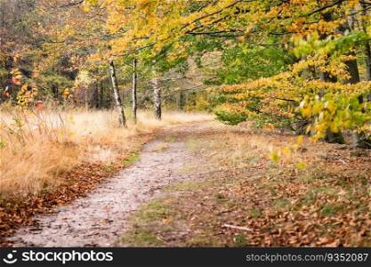 Gravel stone footpath through a small park with a vibrant trees on both sides of the park trail.. Countryside with small nature gravel footpath and colorful trees in the forest at autumn 