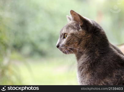 gray and brown cat looking out of window, confinement in times of pandemic.