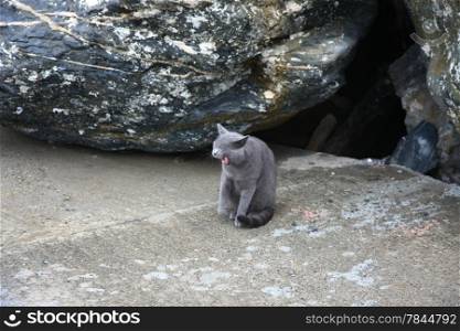 Gray angry cat defending its territory
