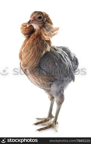 gray araucana chicken in front of white background
