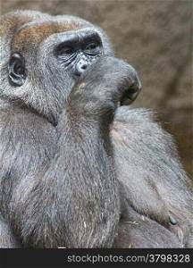 gray back gorilla eating a branch