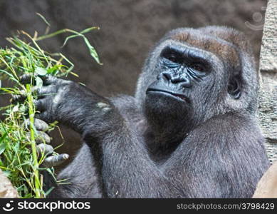 gray back gorilla eating a branch