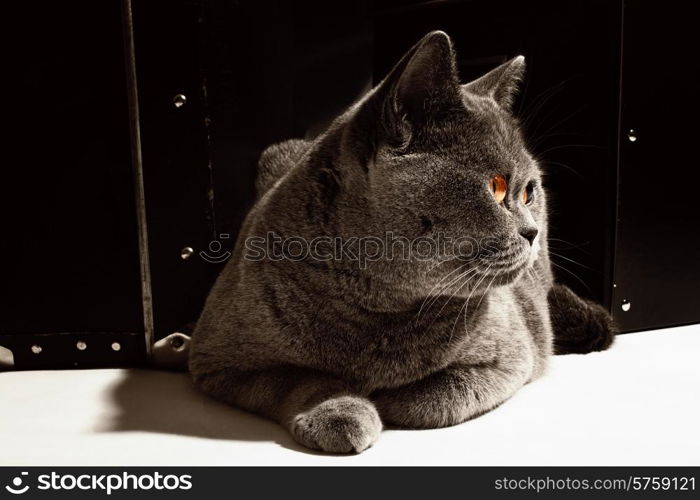 Gray British cat lying near suitcase closeup