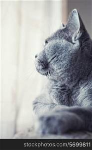 Gray british cat lying near the window