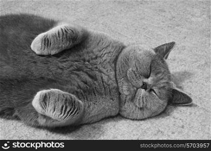 Gray british cat lying on the floor