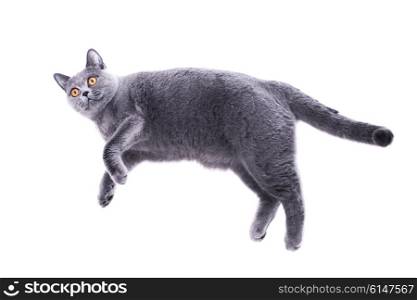 Gray british cat lying on white background