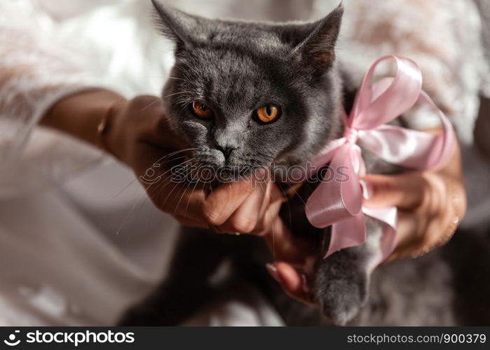 gray british cat on his hands. Young cute cat enjoys having fun with his human friend. The British Shorthair pedigreed kitten with blue gray fur. Young cute cat enjoys having fun with his human friend. The British Shorthair pedigreed kitten with blue gray fur. gray british cat on his hands.