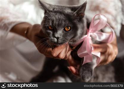 gray british cat on his hands. Young cute cat enjoys having fun with his human friend. The British Shorthair pedigreed kitten with blue gray fur. Young cute cat enjoys having fun with his human friend. The British Shorthair pedigreed kitten with blue gray fur. gray british cat on his hands.